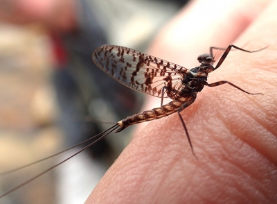 March 2021 Fly-Fishing Newsletter